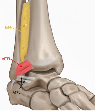 Sindesmosis tibioperonea tempo formacion ecografia 1.jpg
